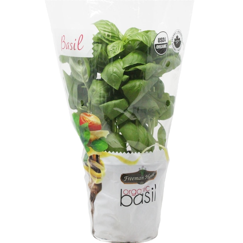 Organic Basil Genovese
