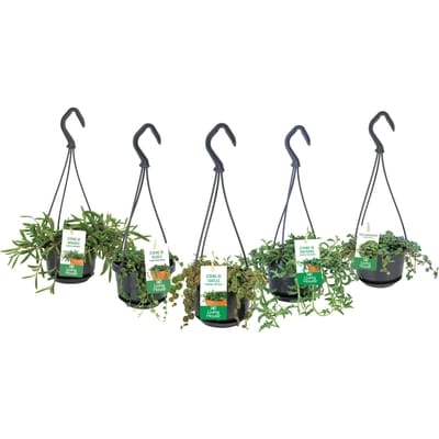 null Petits Paniers Plante Tropicale Suspend Assortis 1 ea, 10,00 $/1ch