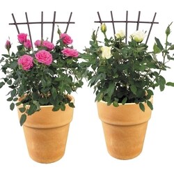 null Mini Rose in Upgraded Pot 1 ea, $18.00/1ea