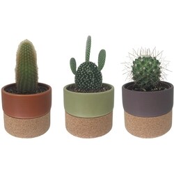 null Cactus dans un pot supérieur 1 ea, 12,00 $/1ch