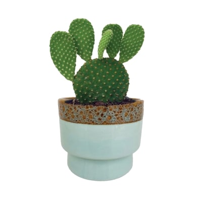 null Cactus dans un pot supérieur 1 ea, 12,00 $/1ch