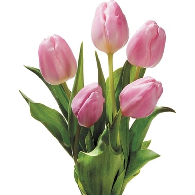 null Tulips, 5 stem  1 ea, $5.00/1ea
