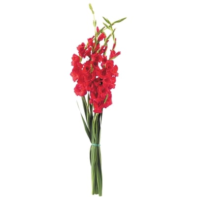 null Gladiolus Bunch 1 ea, $12.00/1ea