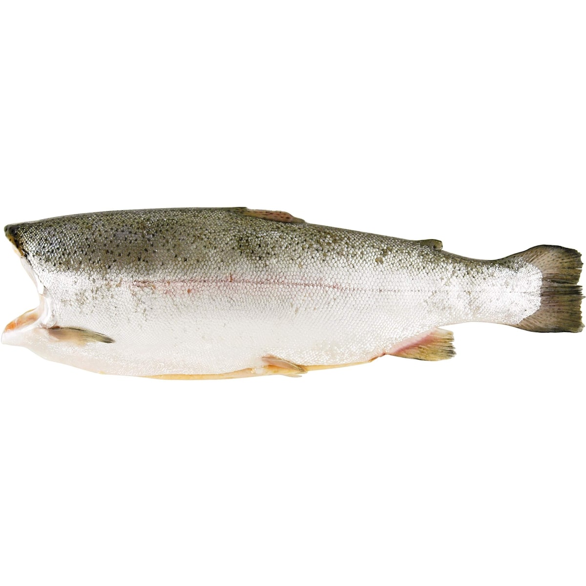 Steelhead, Whole