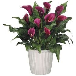 le Choix du Président Lys Calla, 7 po 1 ea, 18,00 $/1ch