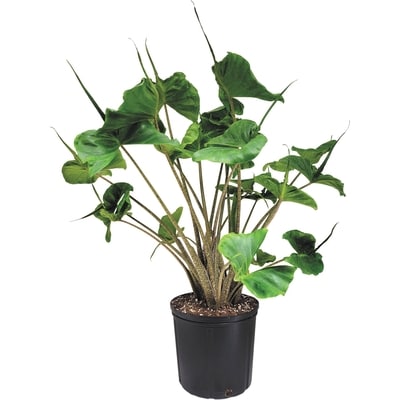 null Tropical Foliage Premium 10-Inch 1 ea, $35.00/1ea