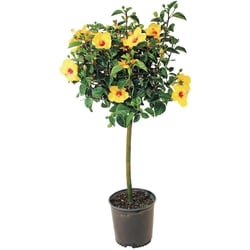 null Hibiscus standard, 10 po 1 ea, 45,00 $/1ch