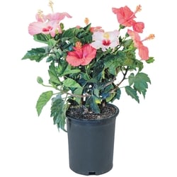 null Hibiscus Bush 10-Inch 1 ea, $40.00/1ea