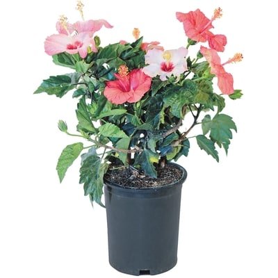 null Hibiscus Bush 10-Inch 1 ea, $40.00/1ea