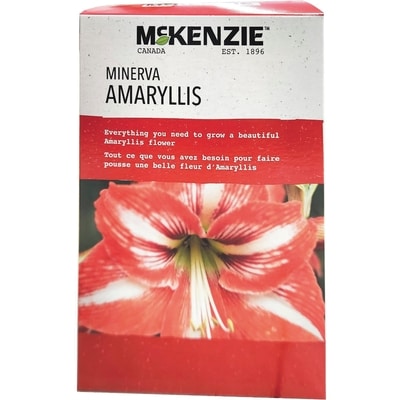 null Amaryllis DIY Kit Minerva 1 ea, $14.99/1ea