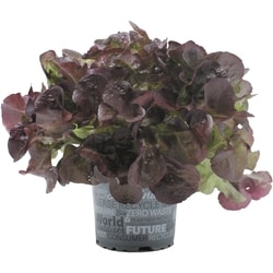null Organic Red Lettuce, Potted 1 ea, $4.99/1ea