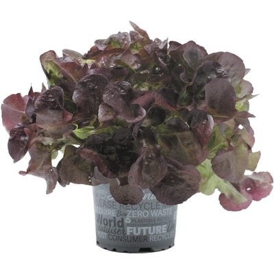 null Organic Red Lettuce, Potted 1 ea, $4.99/1ea