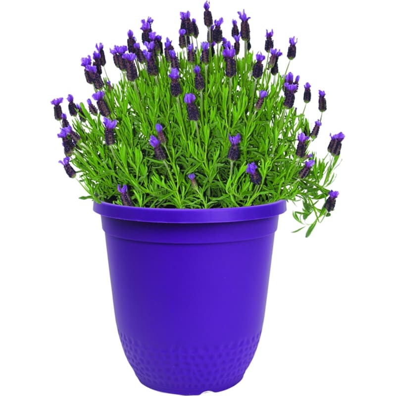 President's Choice Lavender 8-inch - 1 ea | No Frills Online
