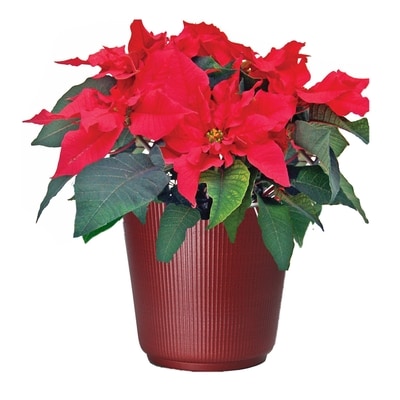 null Jumbo Poinsettia, 10 Inch 1 ea, $24.99/1ea