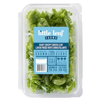 Laitue frisée verte croustillante