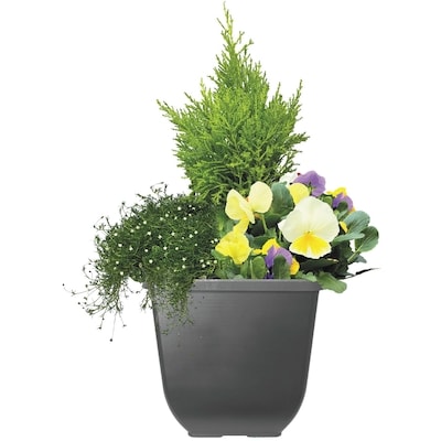 le Choix du Président Jardinière pour le début du printemps 1 ea, 25,00 $/1ch