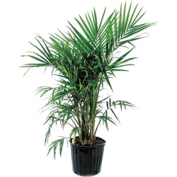 null Cat Palm 10-Inch 1 ea, $30.00/1ea