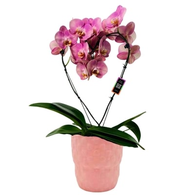 null Coeur d'orchidée, 5 pouces 1 ea, 42,00 $/1ch