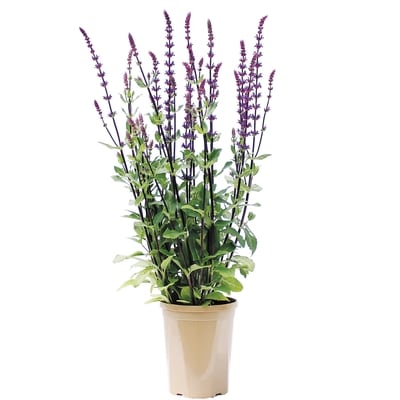 null Salvia Midnight Purple 15 Cm 1 ea, $10.00/1ea