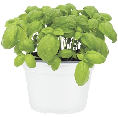 null Potted Basil 8-Inch 1 ea, $8.00/1ea