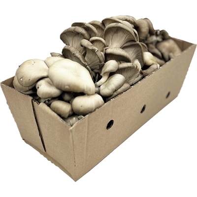 null Oyster Mushroom Case 1 kg, $2.00/100g