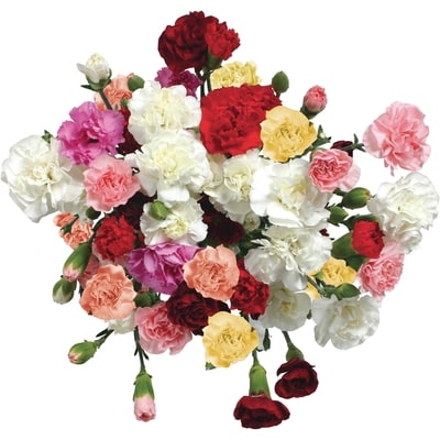 null Rainbow Carnation Bunch 1 ea, $10.00/1ea