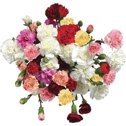 null Bouquet d'œillets arc-en-ciel 1 ea, 10,00 $/1ch