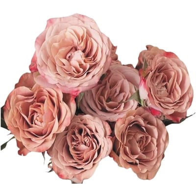 null Garden Rose 6 Stem 1 ea, $16.00/1ea