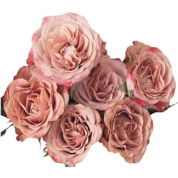 null Roses de jardin, 6 tiges 1 ea, 18,00 $/1ch