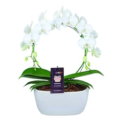 null Orchidée Infinity Circle, 8 po 1 ea, 55,00 $/1ch