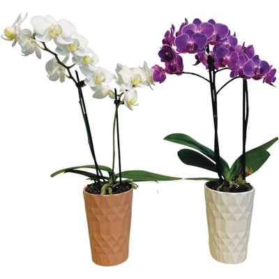 FRESH MARKET Orchid, 5-Inch 1 ea, $1.79/1ea