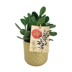 null Jade Upgrade 4 Inch 1 ea, $18.88/1ea