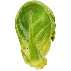 sprout出品 Bean Sprouts - 454 g | Zehrs