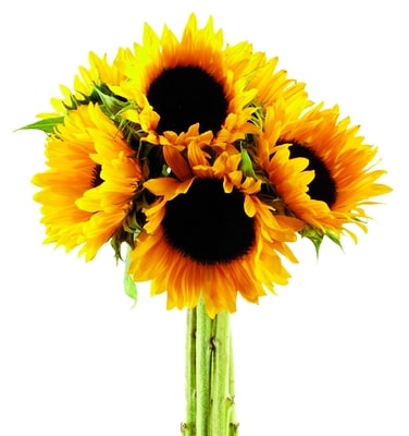 null Sunflower Bunch 1 ea, $10.00/1ea
