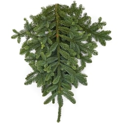 President's Choice Noble Fir Bunch 1 ea, $14.00/1ea