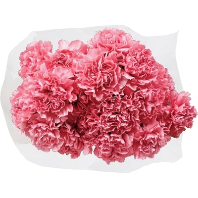 le Choix du Président Bouquet floral d’œillets 1 ea, 10,00 $/1ch