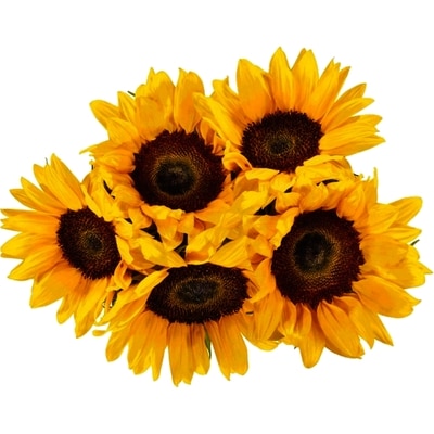 President's Choice Fresh Cut Sunflowers, 5 stem 1 ea, $10.00/1ea