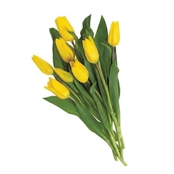 Tulipes, 8 tiges