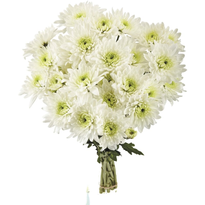 Chrysanthemum bunch