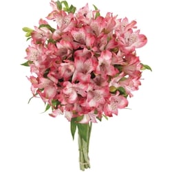 le Choix du Président Bouquet Floral Alstroemeria 1 ea, 10,00 $/1ch