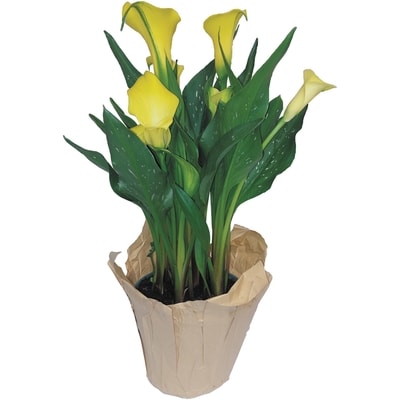 null Arum, 4 Po, Couleurs Variées 1 ea, 10,00 $/1ch