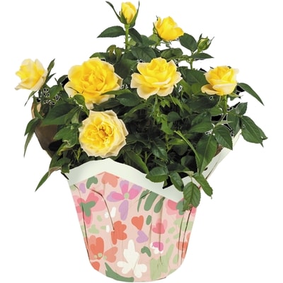 null Mini Rose in Pot Cover, 6 inch 1 ea, $12.00/1ea