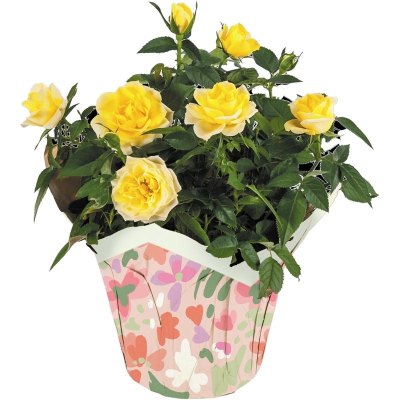 Mini Rose in Pot Cover, 6 inch