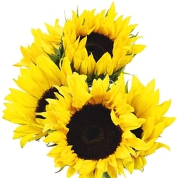 President's Choice Sunflower 5 Stem 1 ea, $8.00/1ea