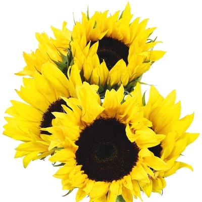 President's Choice Sunflower 5 Stem 1 ea, $8.00/1ea