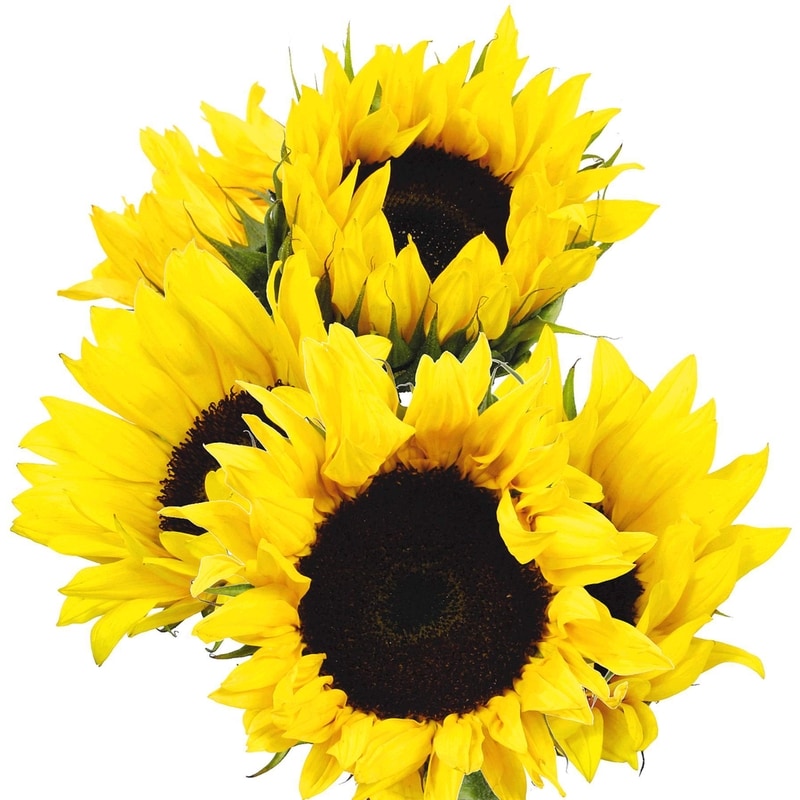 Sunflower 5 Stem