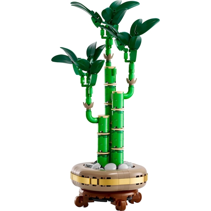 Botanicals Lucky Bamboo 10344