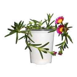 null 4-Inch Succulent 1 ea, $4.00/1ea