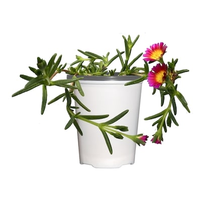 null 4-Inch Succulent 1 ea, $4.00/1ea