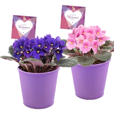 null African Violet in Tin Pot 1 ea, $11.00/1ea